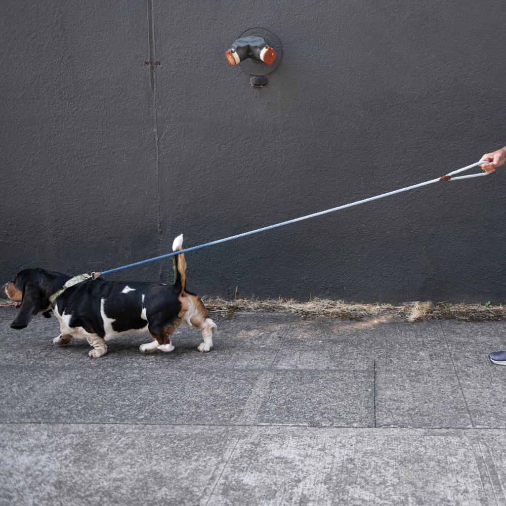 Unleash your pup's style with our Braided Cotton Rope &amp; Leather Dog Leash! With a sturdy metal clasp and trendy blue ombre design, this leash is both fashionable and functional. Made with braided cotton and leather for durability and comfort. Pawsitively perfect for your furry fashionista! Blue Ombre